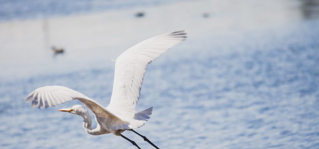About-heron-flying-lake