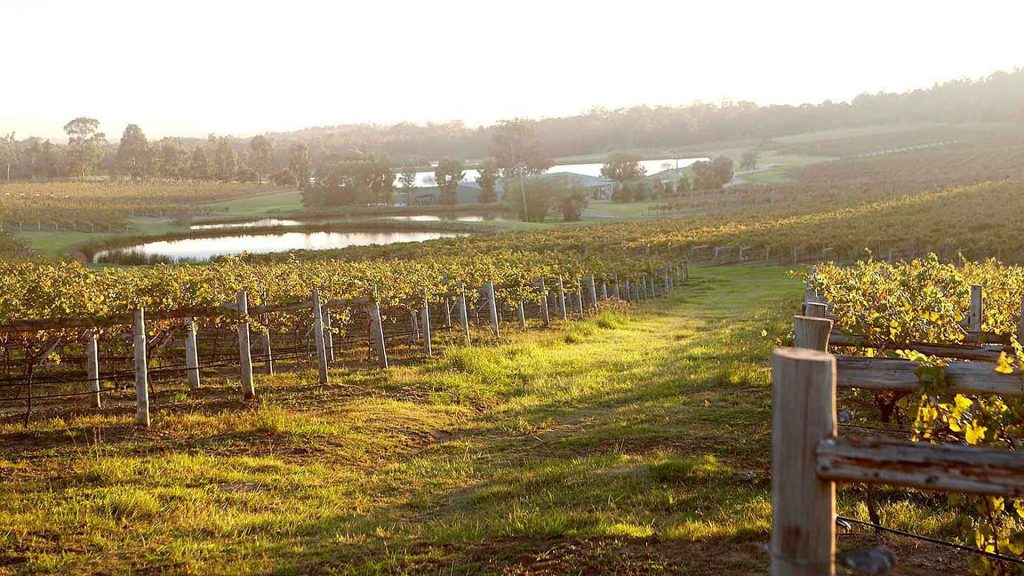 Audrey-Wilkinson-Vineyard