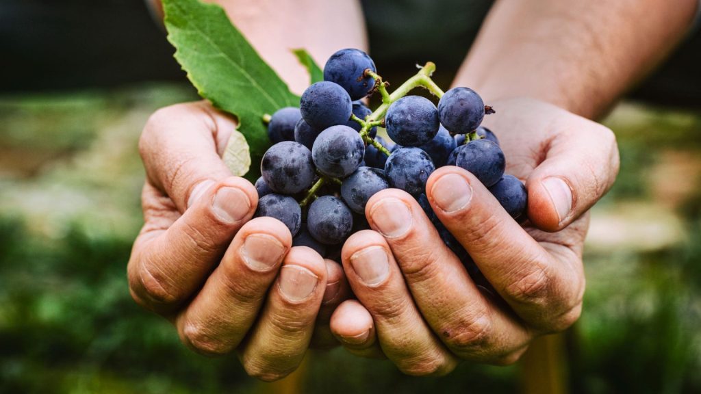 Hunter Valley Festival