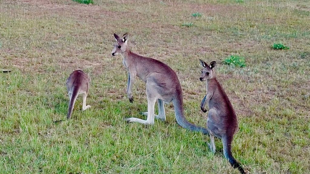 Things to do in the Hunter Valley for Non-Drinkers