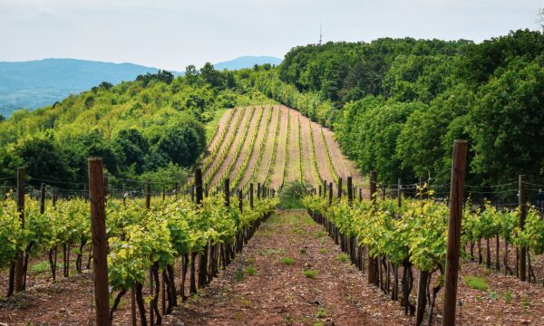 Long-Lunch - marina-prodanovic-Pd6LdM6x8b4